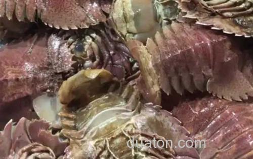 琵琶虾_2