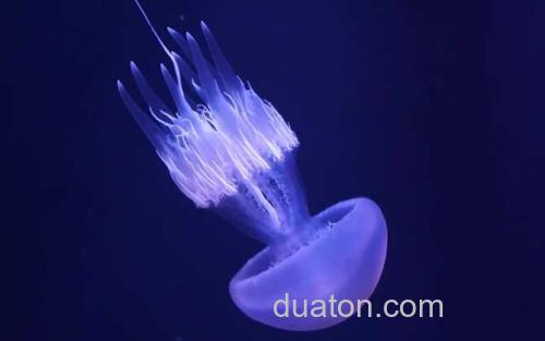 水母_0
