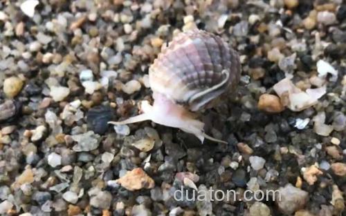 麦螺_0