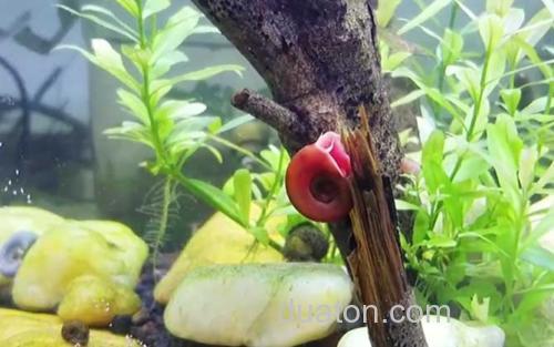 苹果螺_1