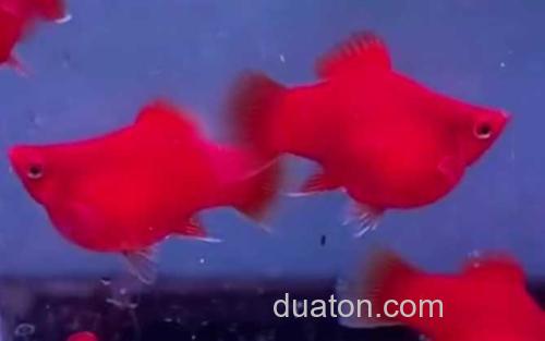 红玛丽鱼_0