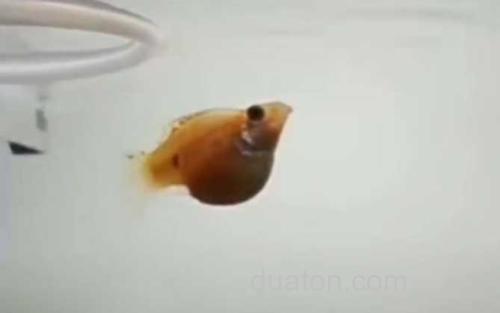 玛丽鱼_2