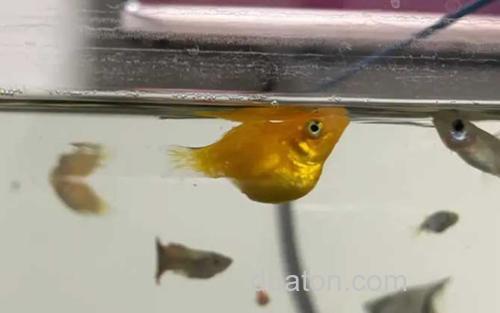 玛丽鱼_3