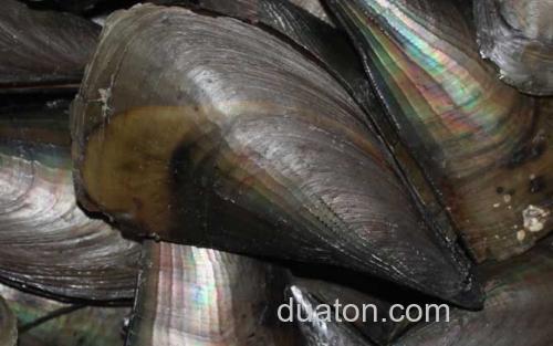 江瑶_0