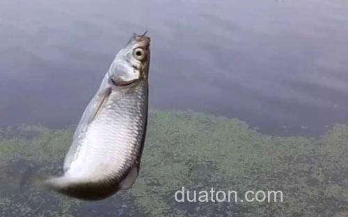 野钓_1