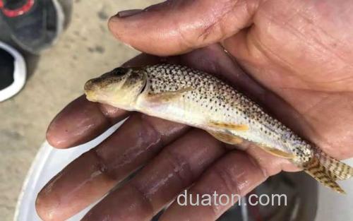 船钉鱼_0