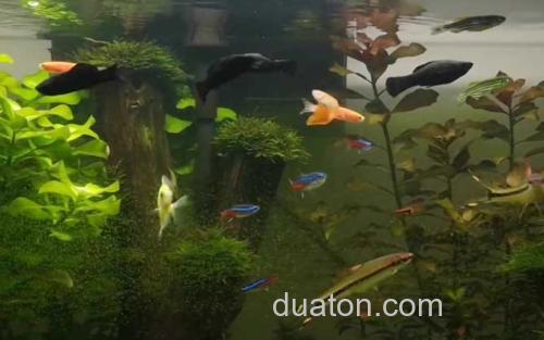 黑玛丽_3