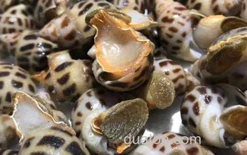 东风螺_3