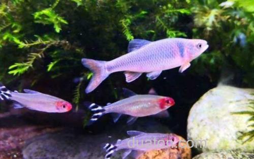 彩虹精灵鱼_2