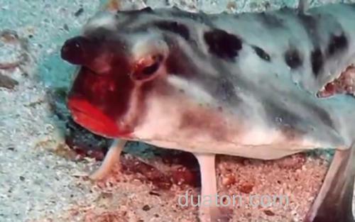 蝙蝠鱼_0
