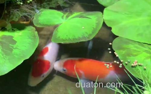 锦鲤_2