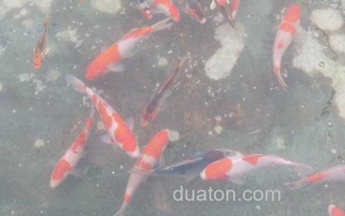 锦鲤_2