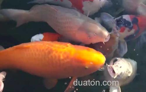 锦鲤鱼_5