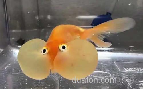 水泡金鱼_0
