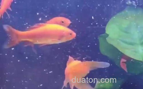 草金鱼_0