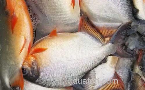 红鲳鱼_0