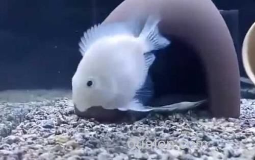 鹦鹉鱼_1