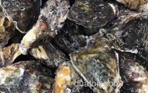 生蚝_1