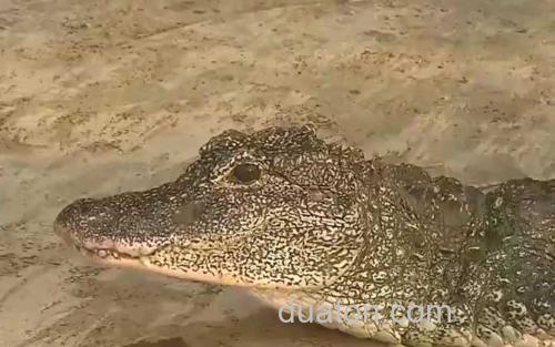 扬子鳄_1