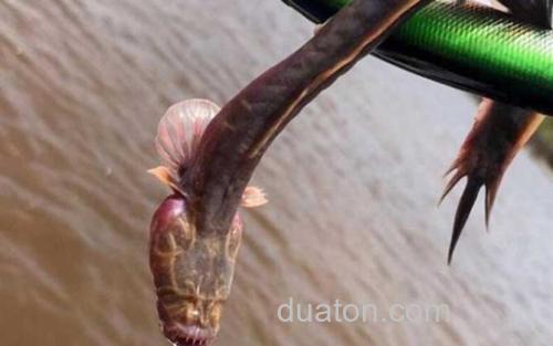 须鳗虾虎鱼_2