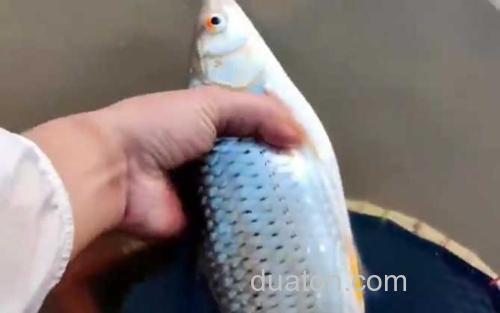 红眼鱼_0