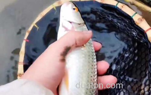 红眼鱼_2