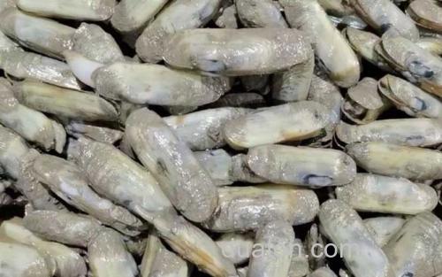 蛏子_0