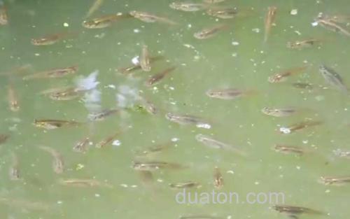 食蚊鱼_1