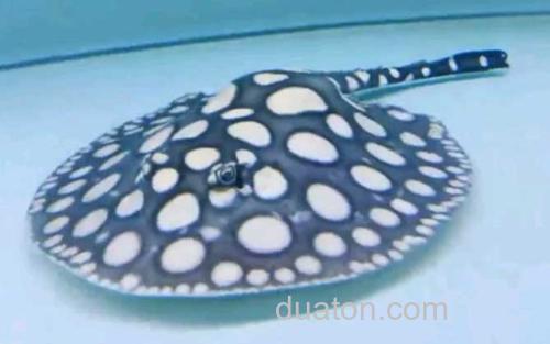 魟鱼_0