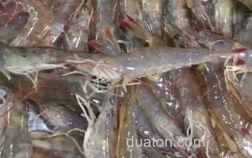 南美白对虾_1