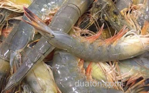 南美白对虾_2