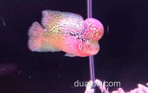 罗汉鱼_1