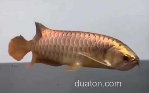 龙鱼_2