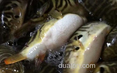 河豚_4
