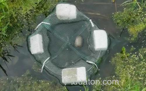 地笼捕鱼_1