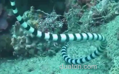 海蛇_0