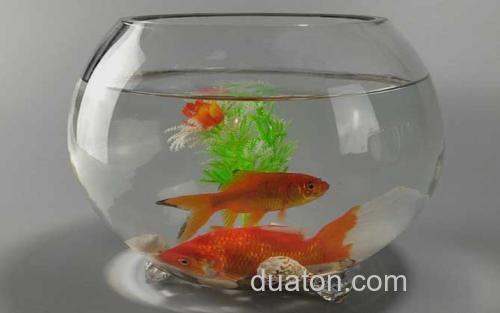 金鱼缸_1