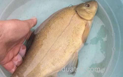 丁桂鱼_2