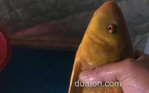 丁桂鱼_0