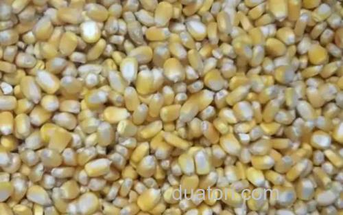 发酵玉米_0