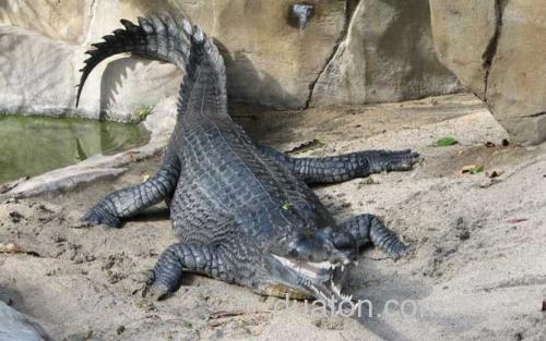 鳄鱼_3