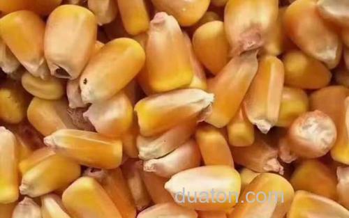 干玉米_2
