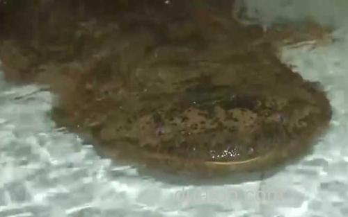 大鲵_2