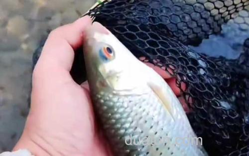 赤眼鳟_1