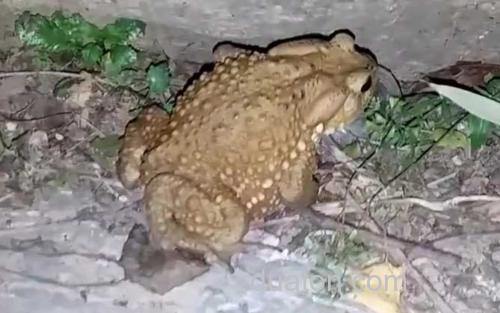 癞蛤蟆_0
