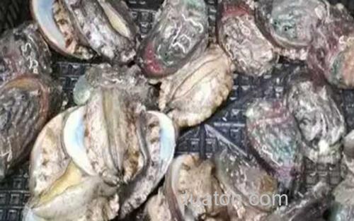 鲍鱼_3
