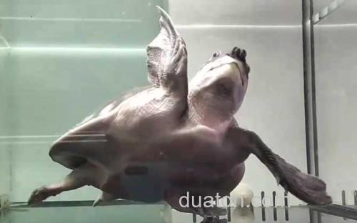 猪鼻龟_0