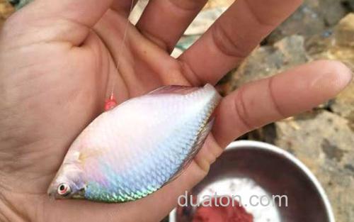 鳑鲏鱼_3