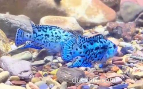 银河星钻鱼_3