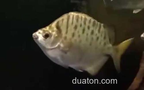 银鼓鱼_1
